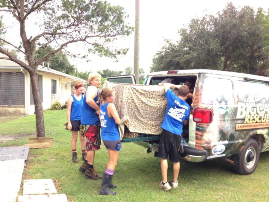 Volunteers left Jade Leopard into the van where Jamie and Dr Justin will drive her in to Ehrlich Animal Hospital