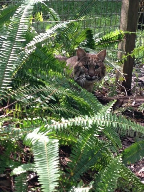 Tommie Girl bobcat hiding in the ferns of her Cat-a-Tat.  Click to enlarge.