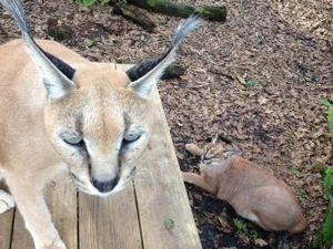 Rusty and Sassy Caracals watch Jade being moved out of her cage
