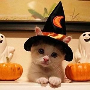 Be sure to keep your pets inside during Halloween