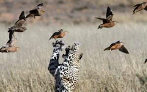 Somewhere in the wild a leopard thrills at the chase