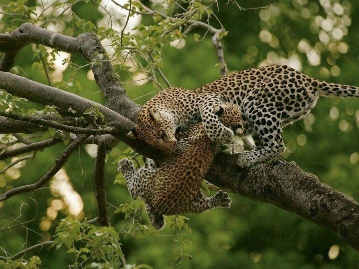 Somewhere in the wild leopards get to do whatever they want