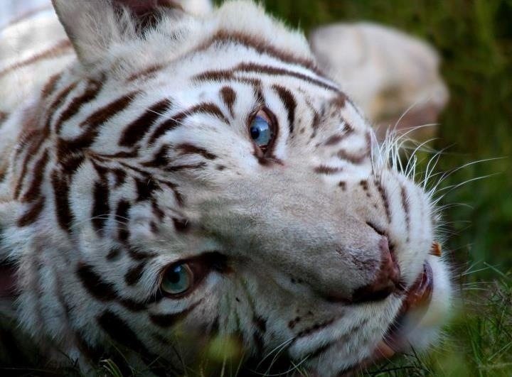 Zabu the white tigeress at Big Cat Rescue