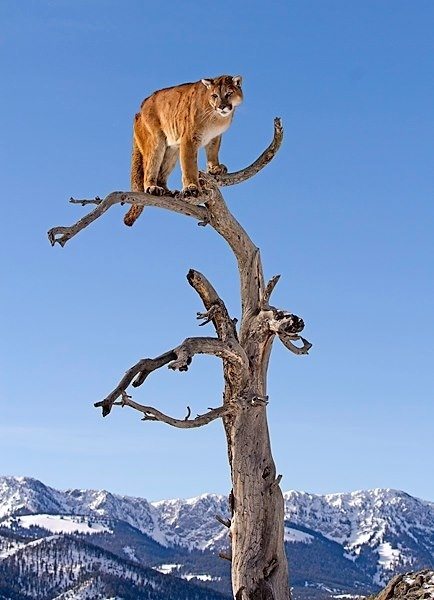 Somewhere in the wild a mountain lion knows the sky's the limit