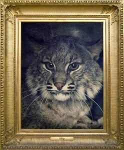 Everywhere around the world people are thinking of Skip Bobcat  Today at Big Cat Rescue Oct 7 2012 20121007 190010