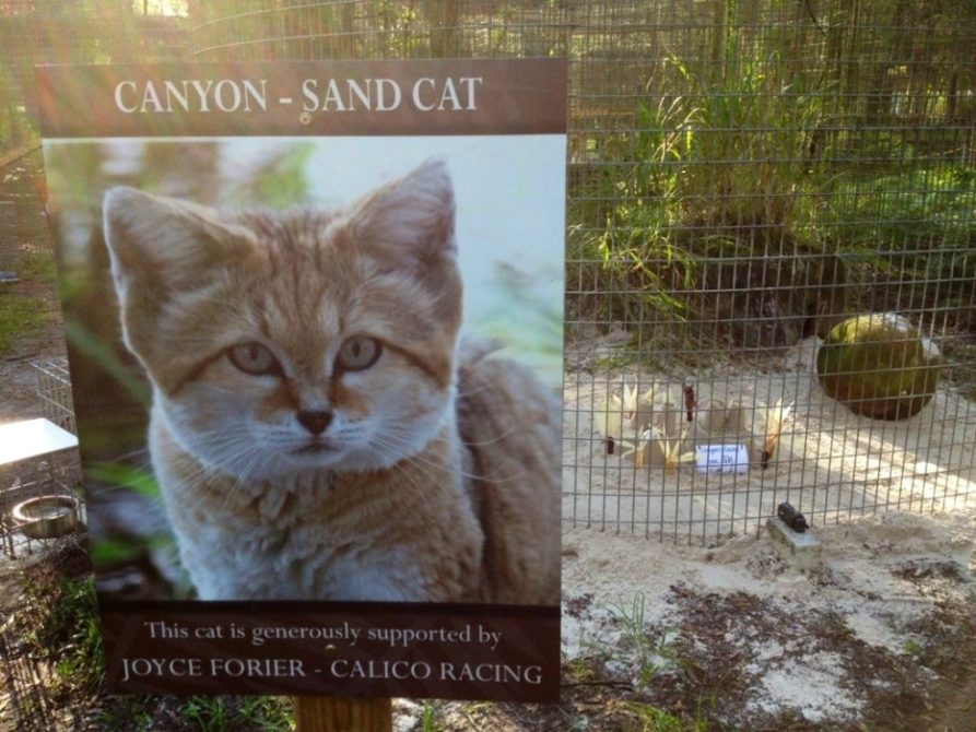 Canyon the Sand Cat get sand enrichment for his Cat-a-Tat