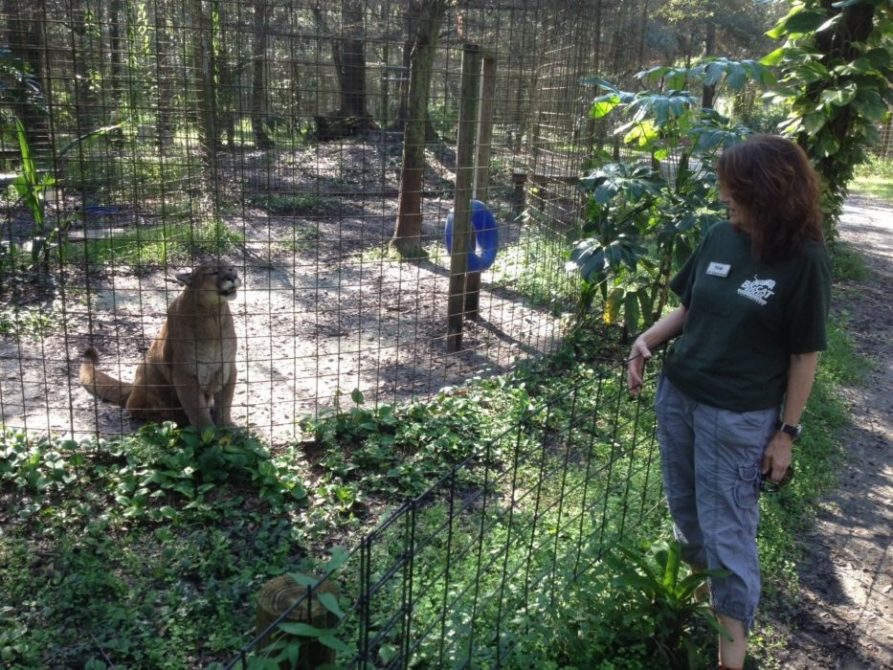 Big cats love their Keepers, Partners and Supporters at Big Cat Rescue