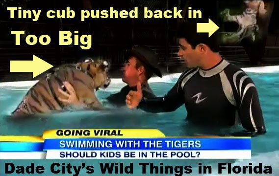 Today at Big Cat Rescue Oct 11 2012 DadeCitysWildThingsSwimWithTigersGMA2012