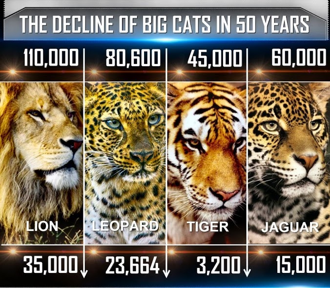 DeclineOfBigCats50Years  Lion Population Drops by Two Thirds in 50 Years DeclineOfBigCats50Years