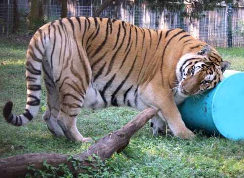 Nikita Tiger Has Fun With Cylinder  Santuario mexicano de grandes felinos NikitaTigerCylinder 15