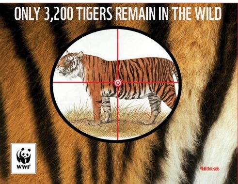 WWF 3200 Tigers Left