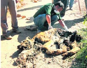 Tiger found dead in Ranthambore tiger reserve  Tiger found dead in Ranthambore tiger reserve deadtiger