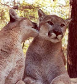 cougars or mountain lions