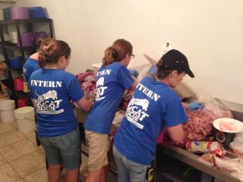 Interns prepare food for 100 exotic cats at Big Cat Rescue