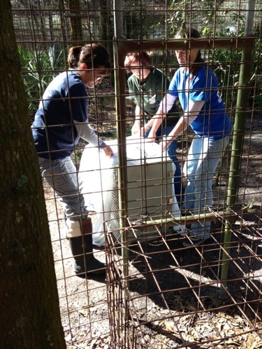Volunteers move a squeeze cage into position to cat an ailing wild cat