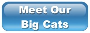 Meet Our Big Cats  Photos &#038; Facts ButtonMeetOurBigCats