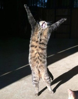 Cat singing OSoloMeow