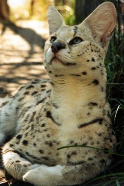 White Footed Serval Frosty