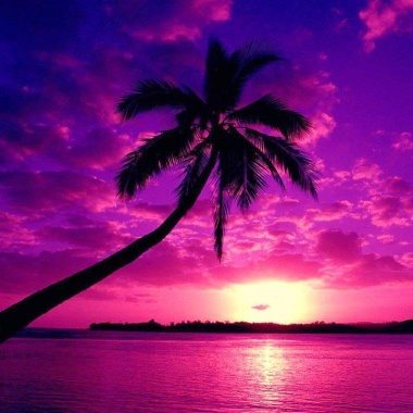 Florida Purple Sunset