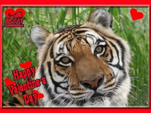 Happy Valentines Day  Today at Big Cat Rescue Feb 14 2013 Valentines Day HappyValentinesDay