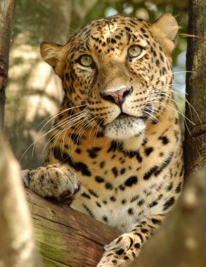 Leopard Cheetaro 2013