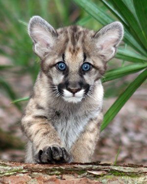 Mountain Lion Cub Stolen From The Wild