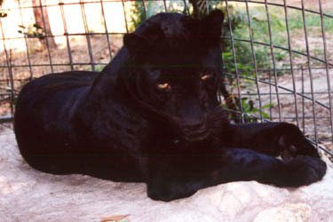 Shaquille the Black Leopard