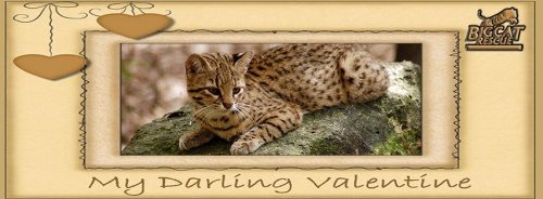 Valentine Darling Geoffroy Cat