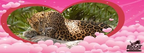 Valentines Day Leopard Pink Clouds  Today at Big Cat Rescue Feb 13 2013 ValentinesDayLeopardPinkClouds