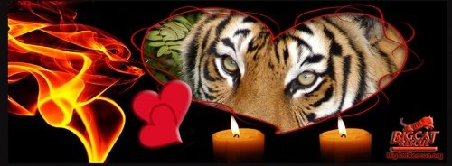 Valentines Day Tiger Memory Candles  Today at Big Cat Rescue Feb 10 2013 ValentinesDayTigerMemoryCandles