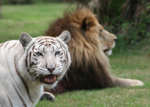 White Tiger Zabu Lion Cameron Big Cat Rescue