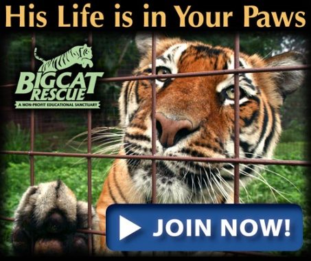 Join Big Cat Rescue