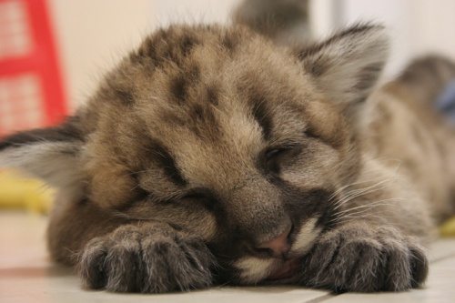 mountain lion cub sleeping  Feeding Kittens and Cubs CubsMountainLionsSleepyArtemis