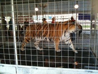 Tiger in tiny cage owned by Robert Engesser