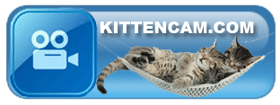 KittenCam