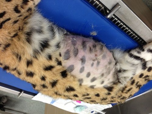 Vet-Serval-Cleo-Shaved  Today at Big Cat Rescue Apr 26 2013 Vet Serval Cleo Shaved