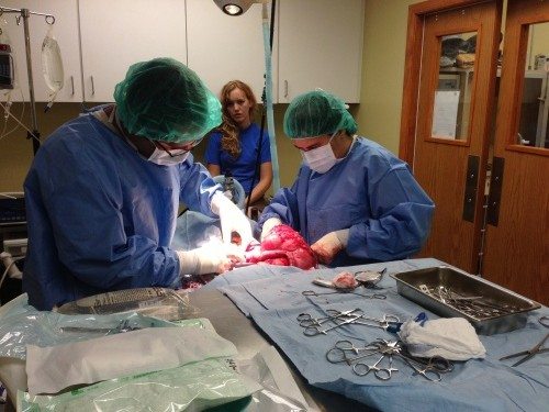 Vet-Serval-Cleo-Surgery