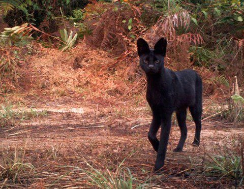 Black Serval Melanistic Serval