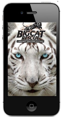 Big-Cat-Rescue-App-2013  Today at Big Cat Rescue July 1 2013 Big Cat Rescue App 2013