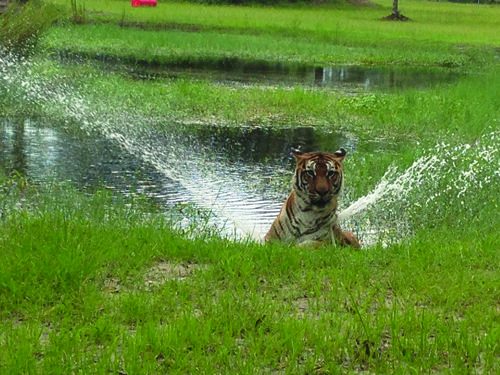 Tiger Playing in the Pond