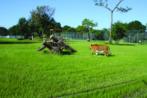 Tiger Playing in the big yard