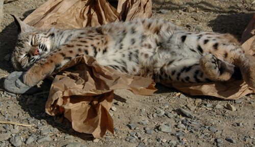 Lynda-Sugasa-Wildlife-Haven-Bobcat-Bag  Cat Chat 23 Lynda Sugasa Wildlife Haven Bobcat Bag