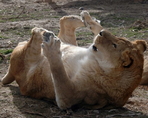 Lynda-Sugasa-Wildlife-Haven-Lion-Toes  Cat Chat 23 Lynda Sugasa Wildlife Haven Lion Toes