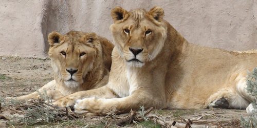 Lynda-Sugasa-Wildlife-Haven-Lions