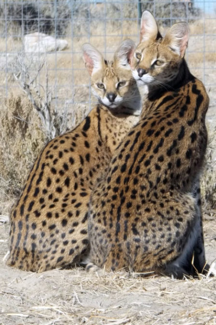 Lynda-Sugasa-Wildlife-Haven-Servals  Cat Chat 23 Lynda Sugasa Wildlife Haven Servals