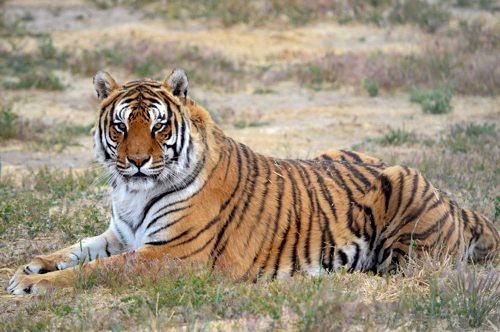 Lynda-Sugasa-Wildlife-Haven-Tiger-Gage  Cat Chat 23 Lynda Sugasa Wildlife Haven Tiger Gage