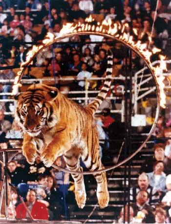 Hollywood bans circus  Big Top, Big Cruelty circus tiger burning hoop