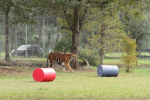Big-Cat-Rescue-Tigers_433606737_n