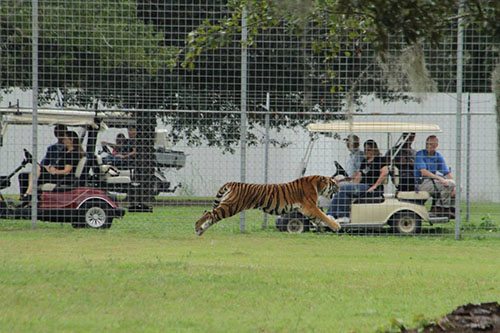 Big-Cat-Rescue-Tigers_446016923_n