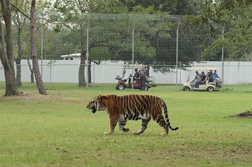 Big-Cat-Rescue-Tigers_56718756_n  Today at Big Cat Rescue Nov 25 2013 Big Cat Rescue Tigers 56718756 n